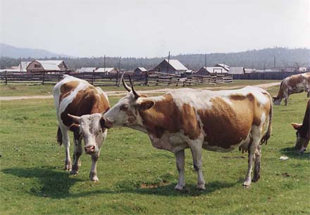Cows kissing at Gremyachinsk, photo by WayToRussia.Net